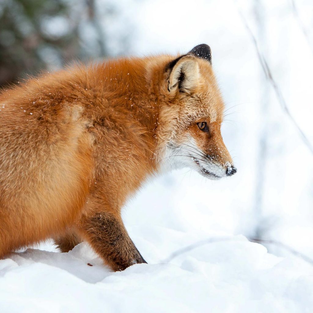 pouncing-fox-yukon-wildlife-preserve