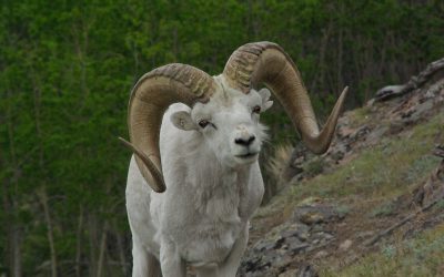 A Thinhorn Sheep’s Case for Eating your Greens