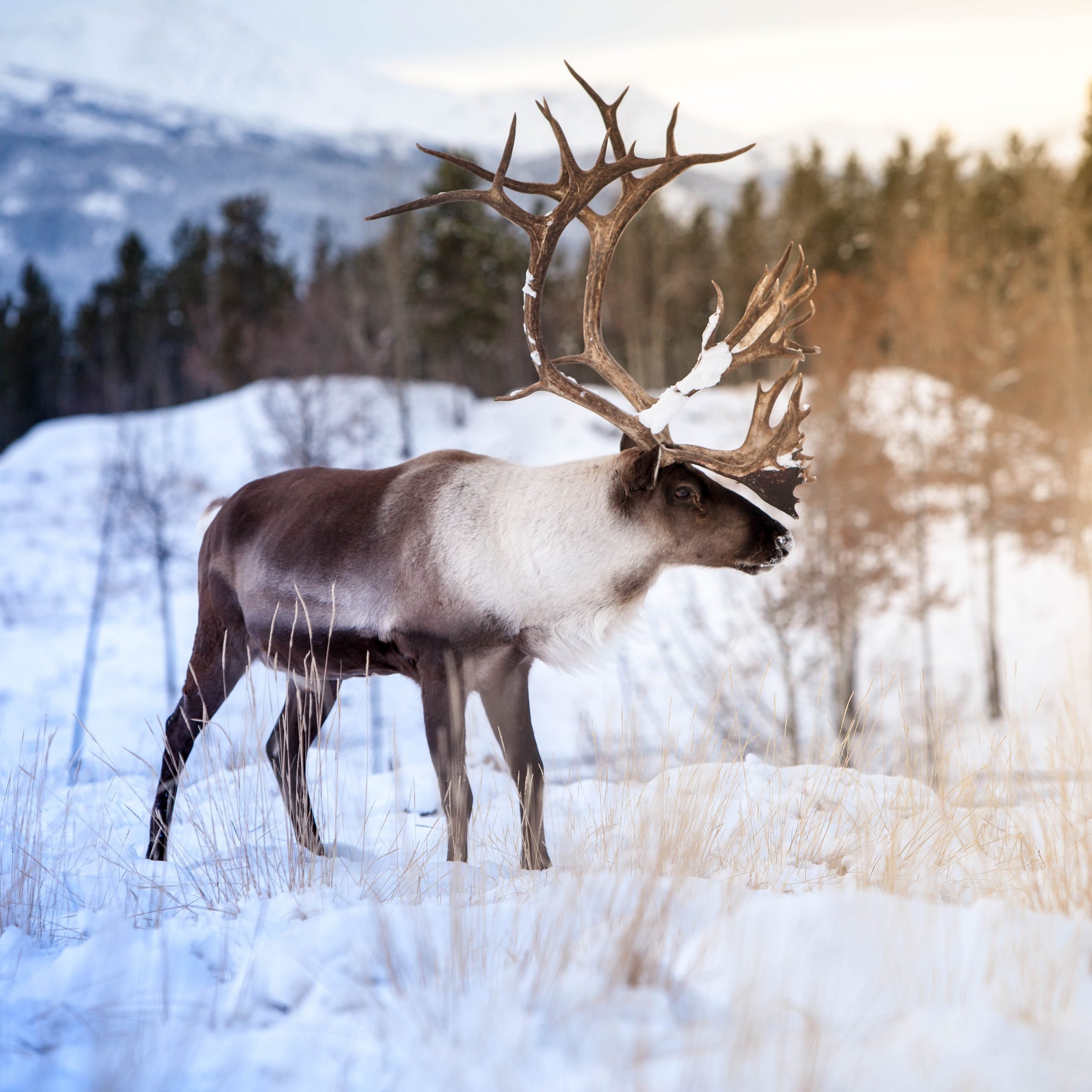 Roam And Reign Winter Is Here Caribou Edition Yukon Wildlife Preserve