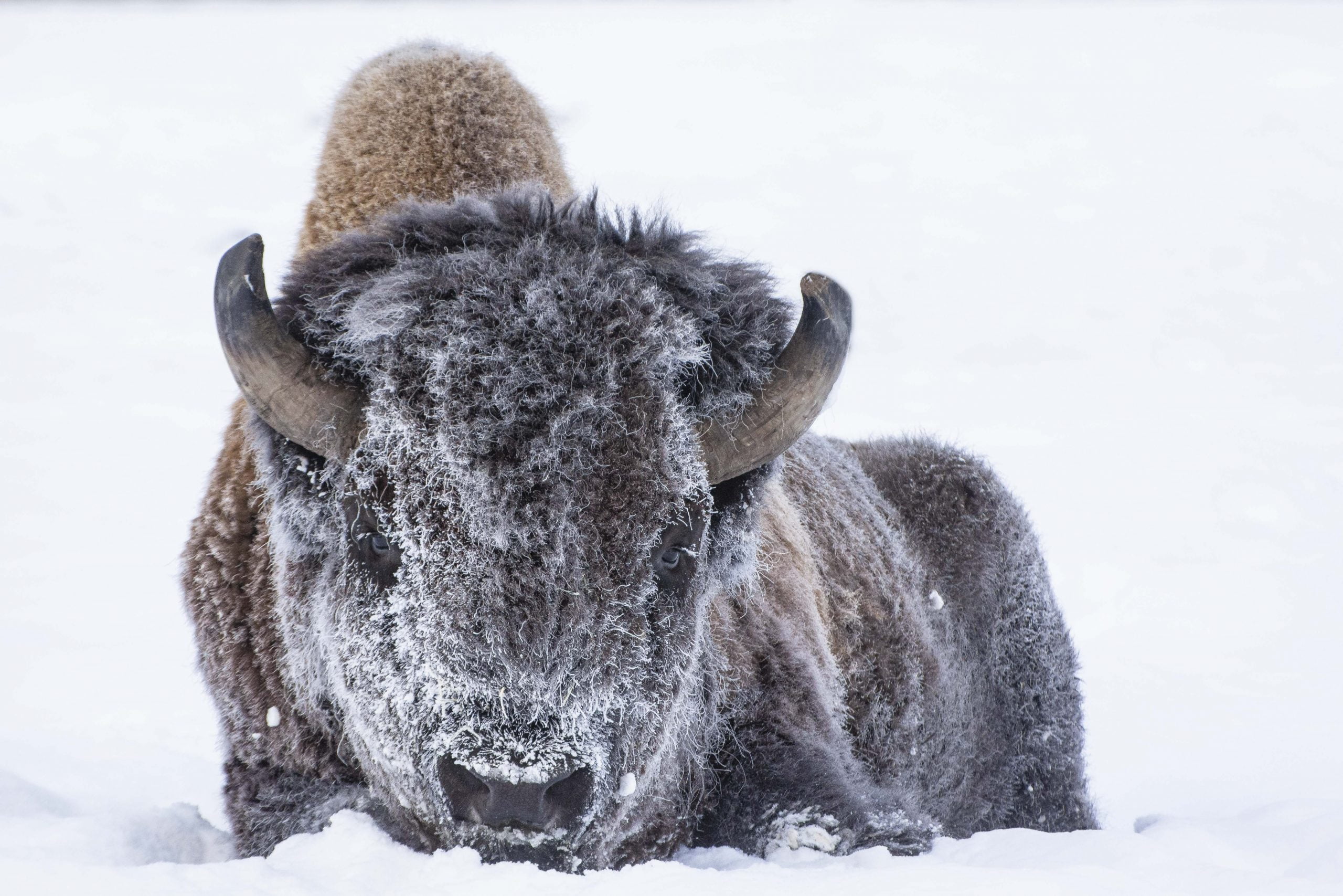 Baby Wood Bison