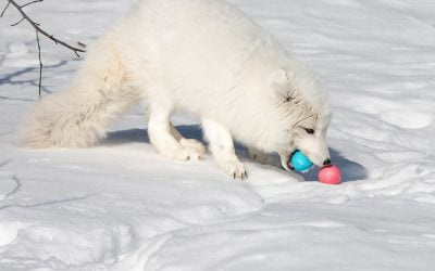 Arctic Fox Easter Treat