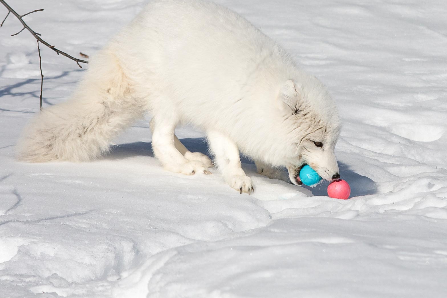 arctic-fox-easter-treat-yukon-wildlife-preserve