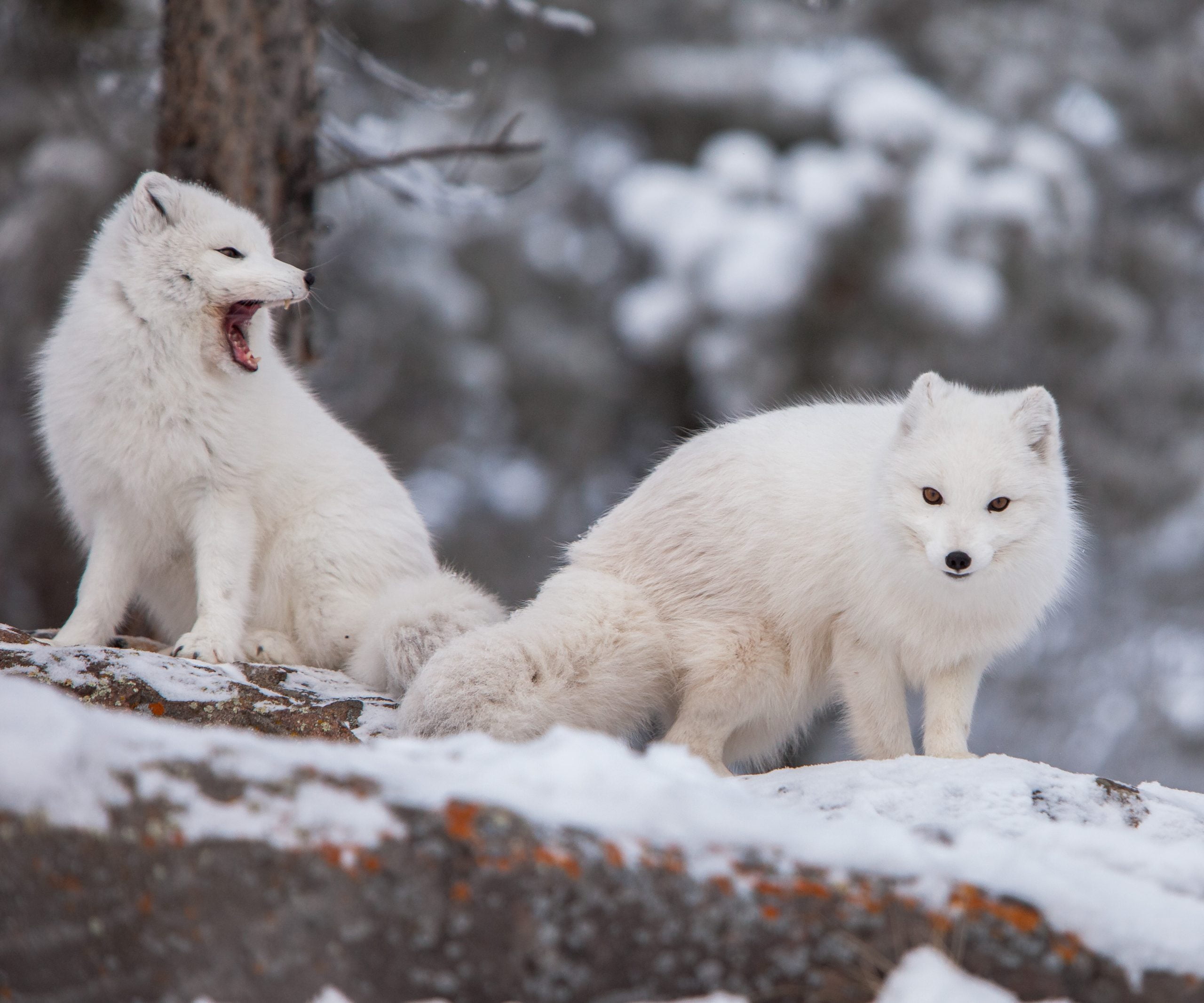 arctic-fox-yukon-wildlife-preserve