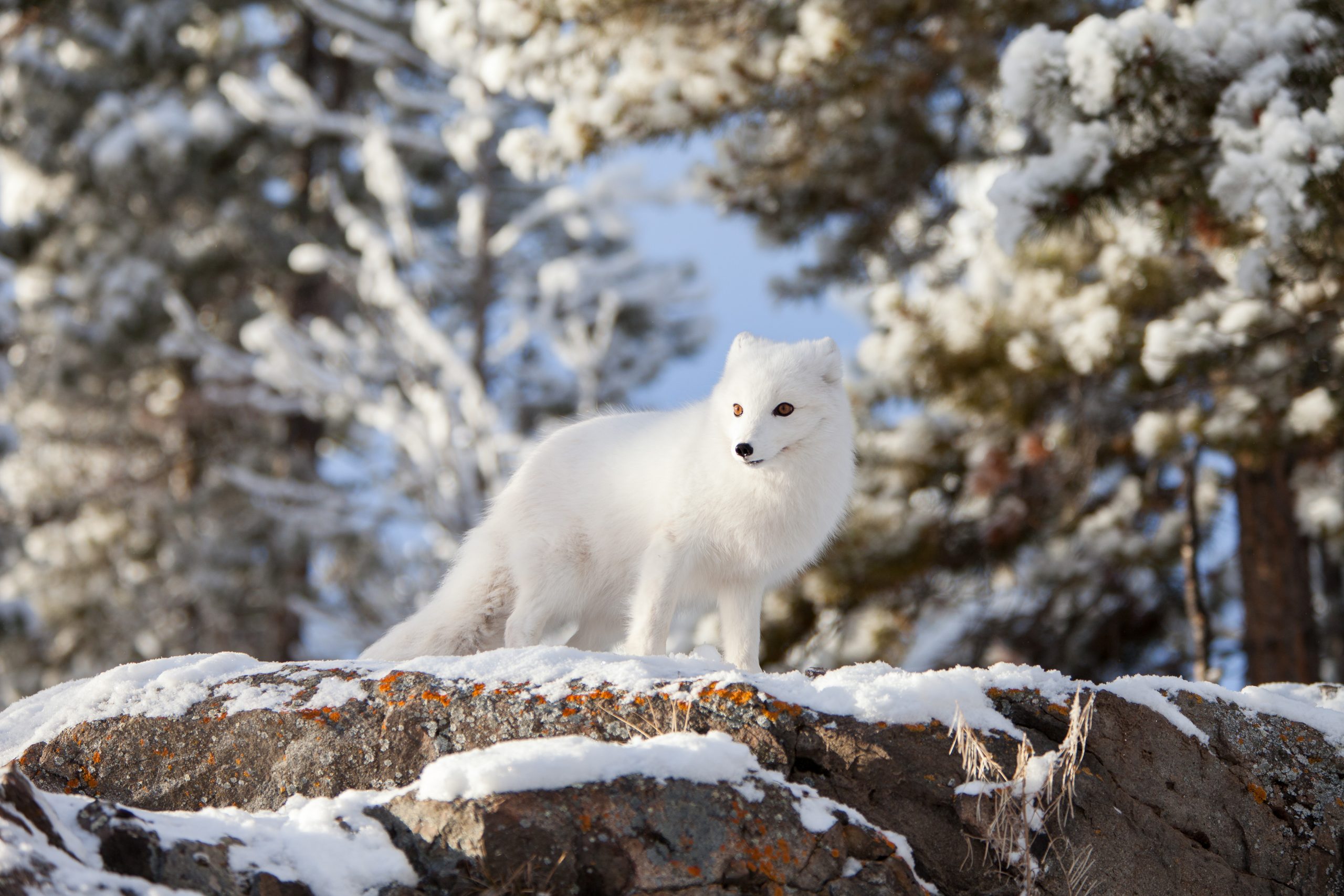 Arctic Fox Yukon Wildlife Preserve