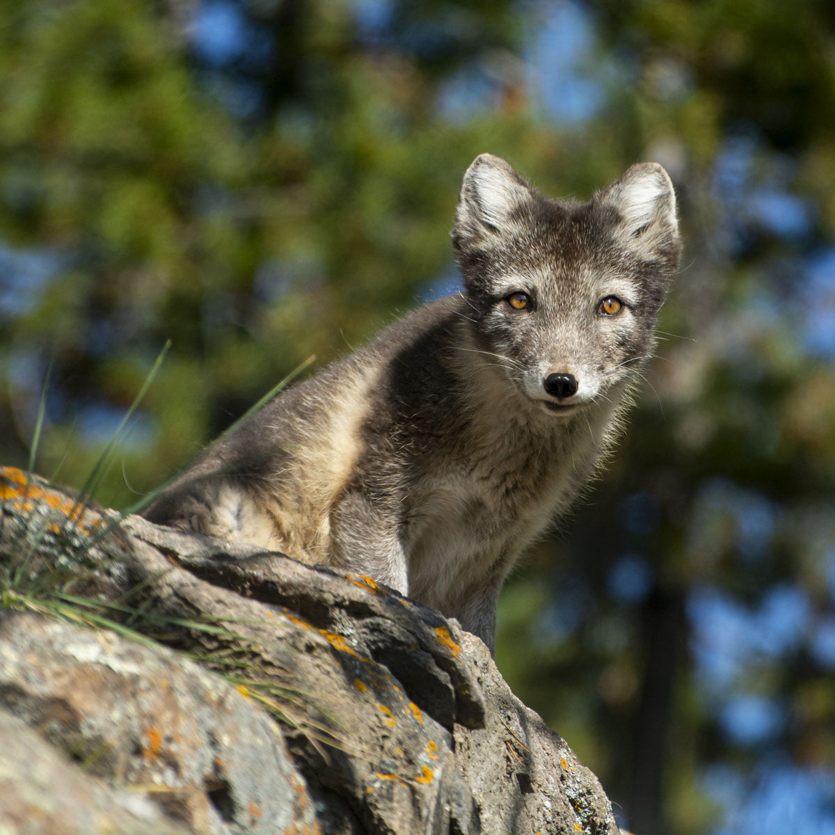 arctic fox fur in summer Arctic foxes artic animalfactguide polar ...