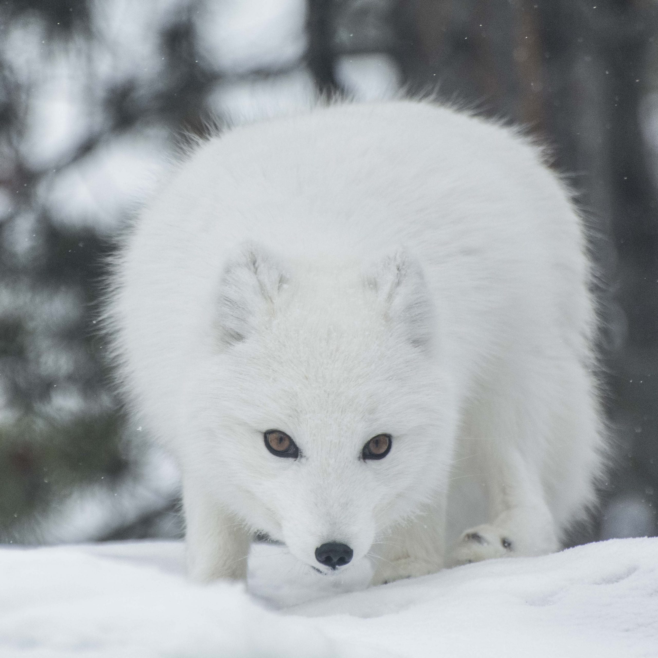 Cute But Tough - The Arctic Fox - Yukon Wildlife Preserve