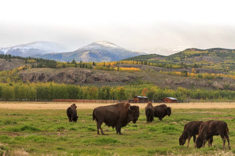Wood Bison Yukon Wildlife Preserve
