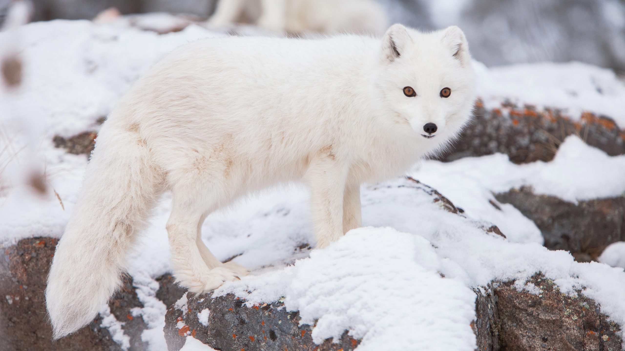 arctic fox summer coat vs winter coat