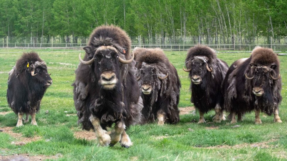 muskox plush