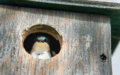 Nest Box Mysteries