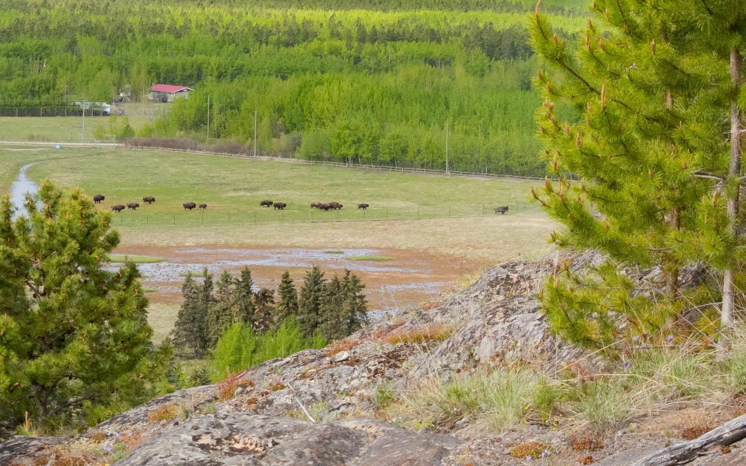 Grassland Habitats – Yukon Wildlife Preserve