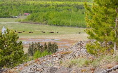 Grassland Habitats – Yukon Wildlife Preserve