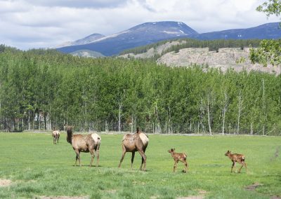 Photo of Elk and calves at YWP.