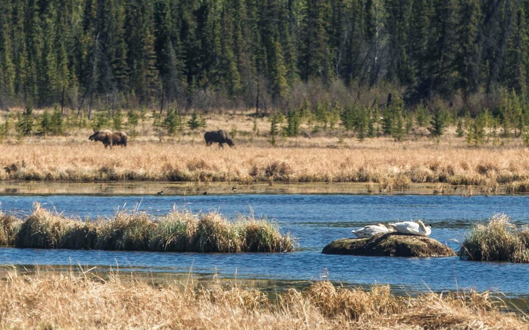 Wetlands Habitats – Yukon Wildlife Preserve