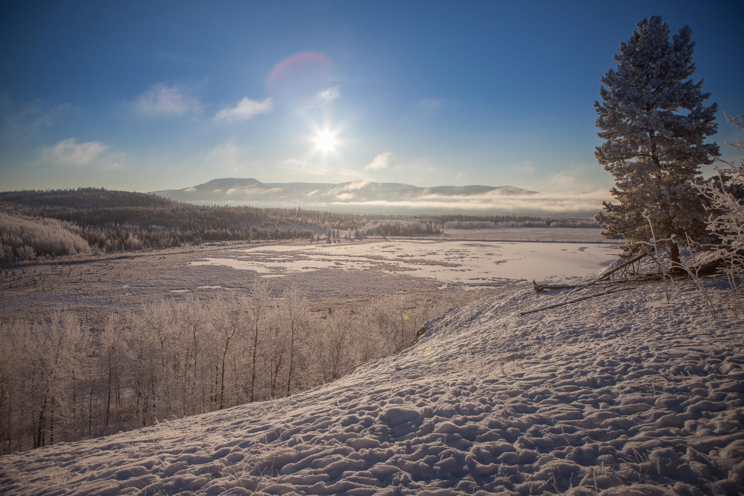 Winter in the marsh  The WFSU Ecology Blog