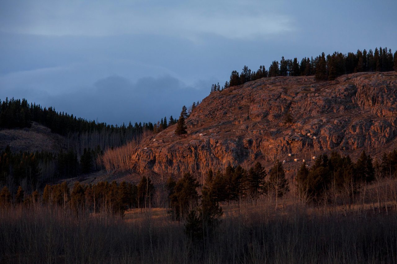 Mountain Slopes - Yukon Wildlife Preserve - Yukon Wildlife Preserve