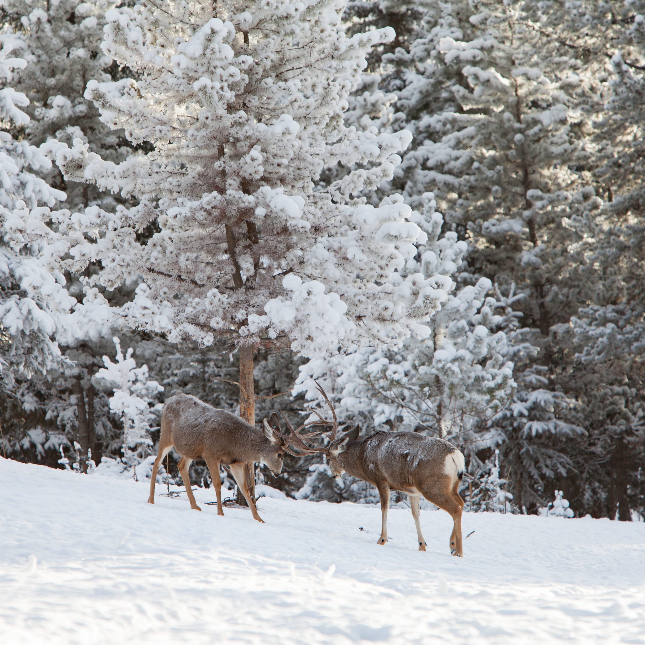 The Life of a Mule Deer - Yukon Wildlife Preserve