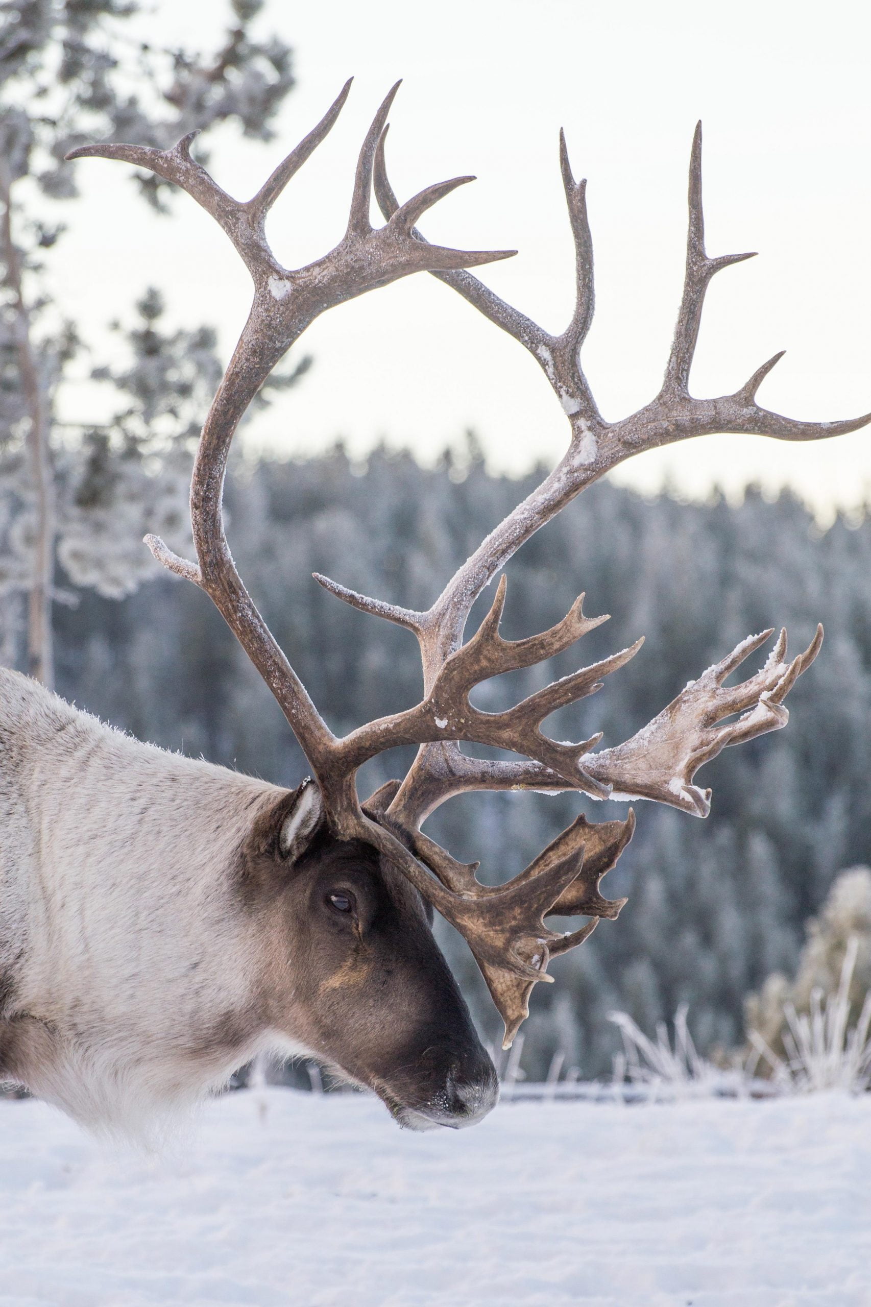 The Antler and Breeding Cycle Featuring Moose - Yukon Wildlife Preserve