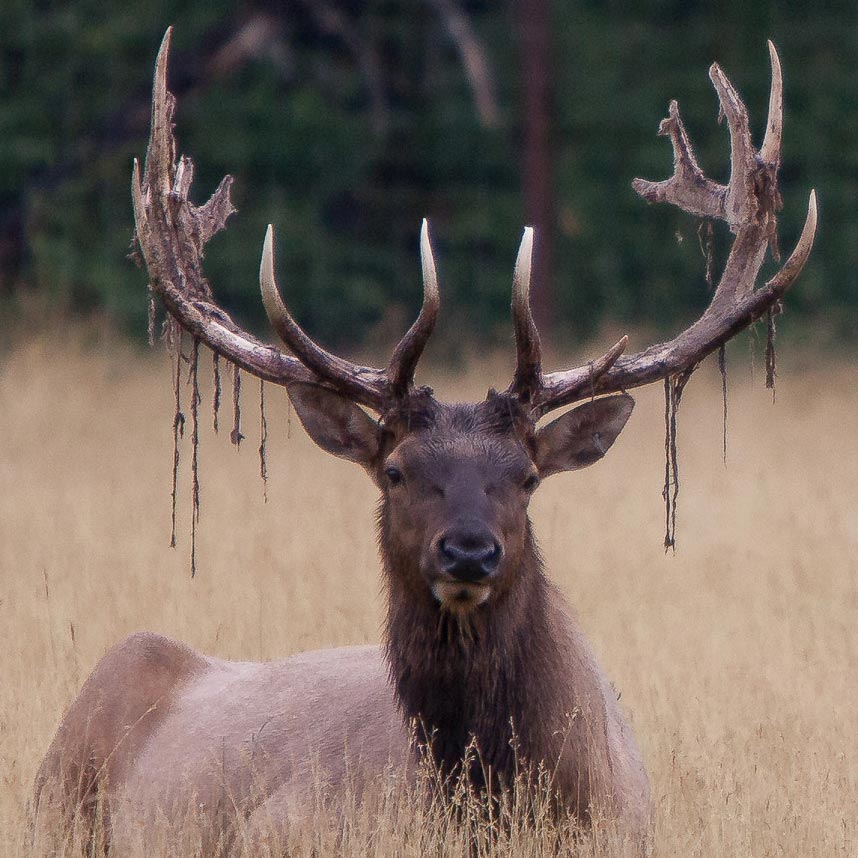 All About Moose Antlers