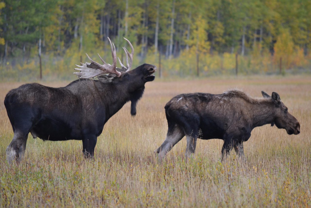 The Antler and Breeding Cycle Featuring Moose - Yukon Wildlife Preserve