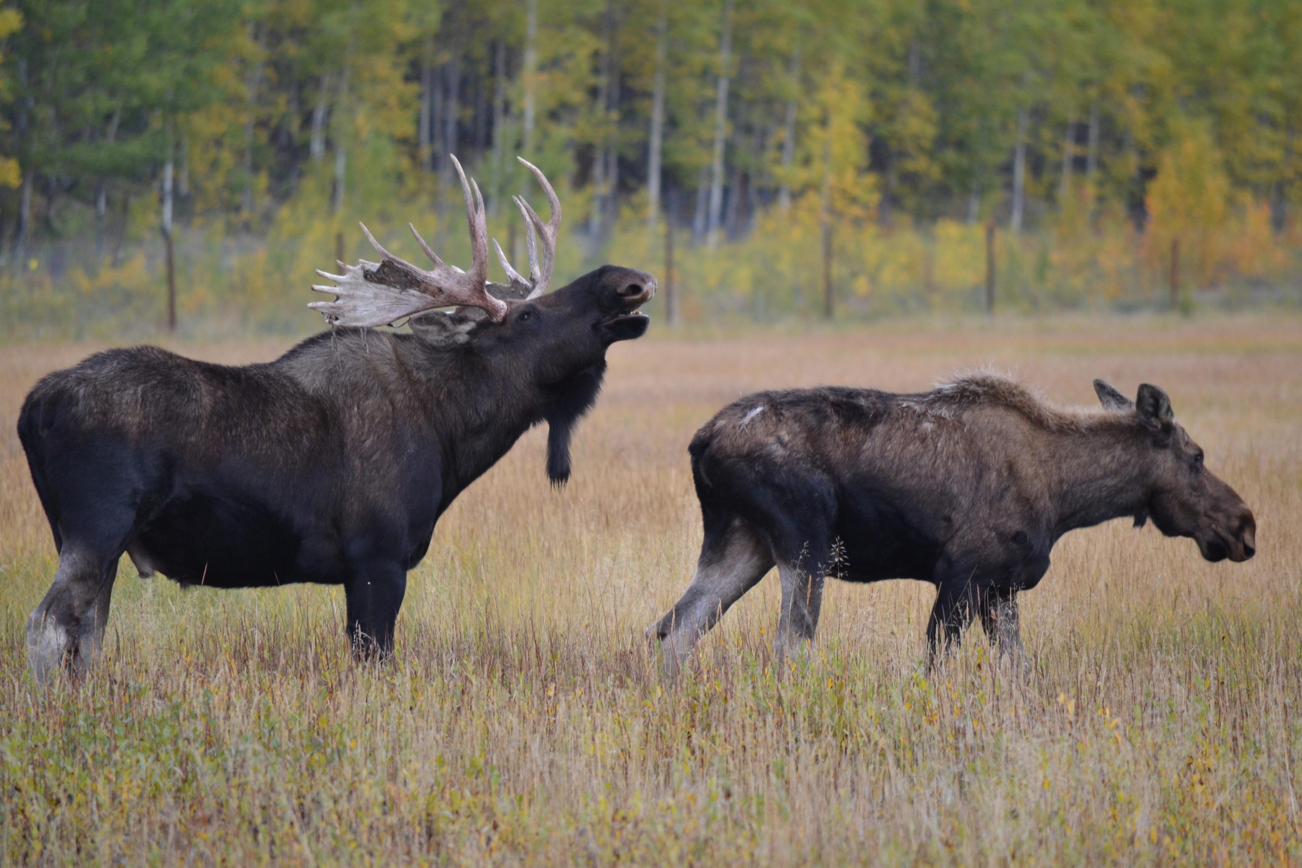 huge moose rack