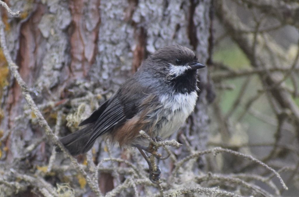 I Wish I Was as Tough as a Chickadee!