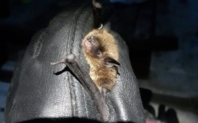Bat Talk: How do you listen to what you can’t hear?