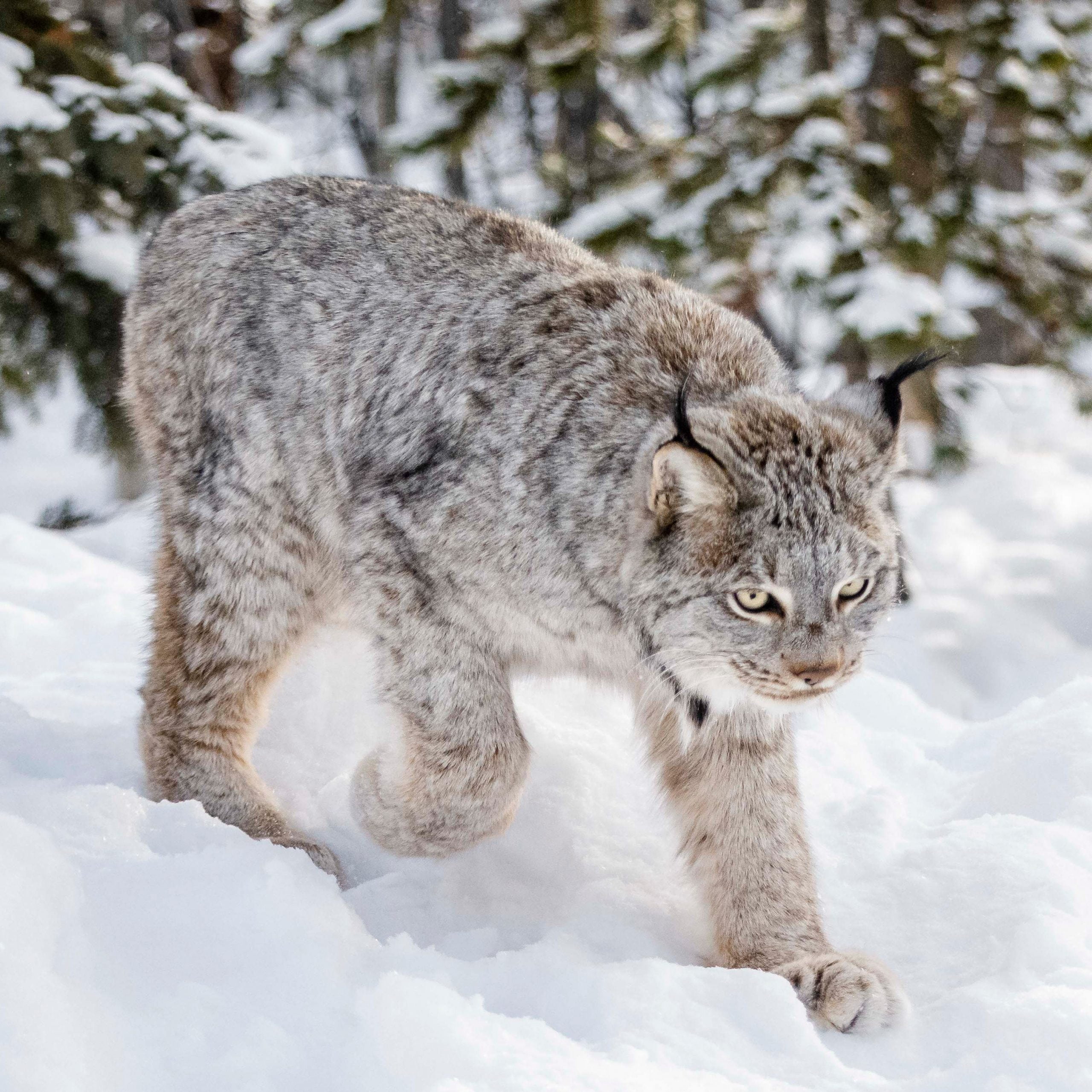 Canadian Lynx Snow