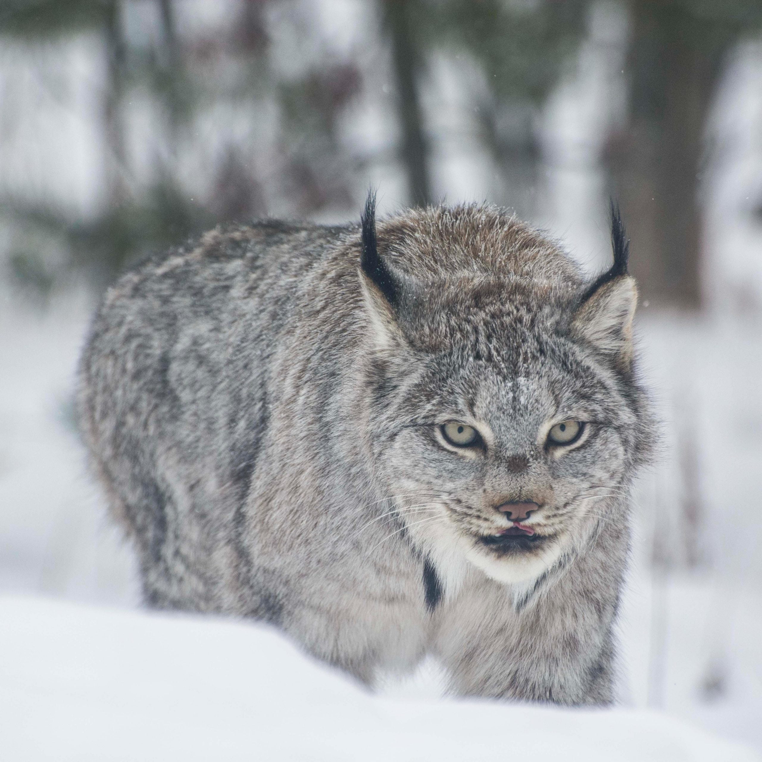 Canadian Lynx Snow
