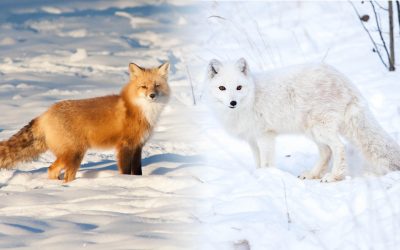 Uneasy neighbours: red foxes and arctic foxes in the north