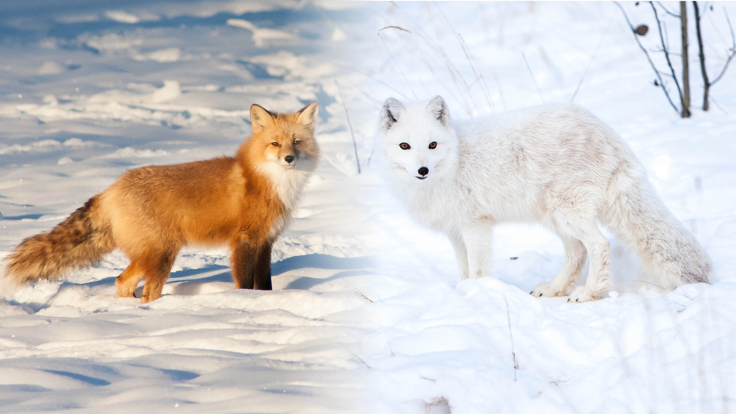 Arctic Fox Eating Plants