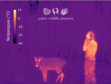 Thermal image of Jake and Caribou at -35c