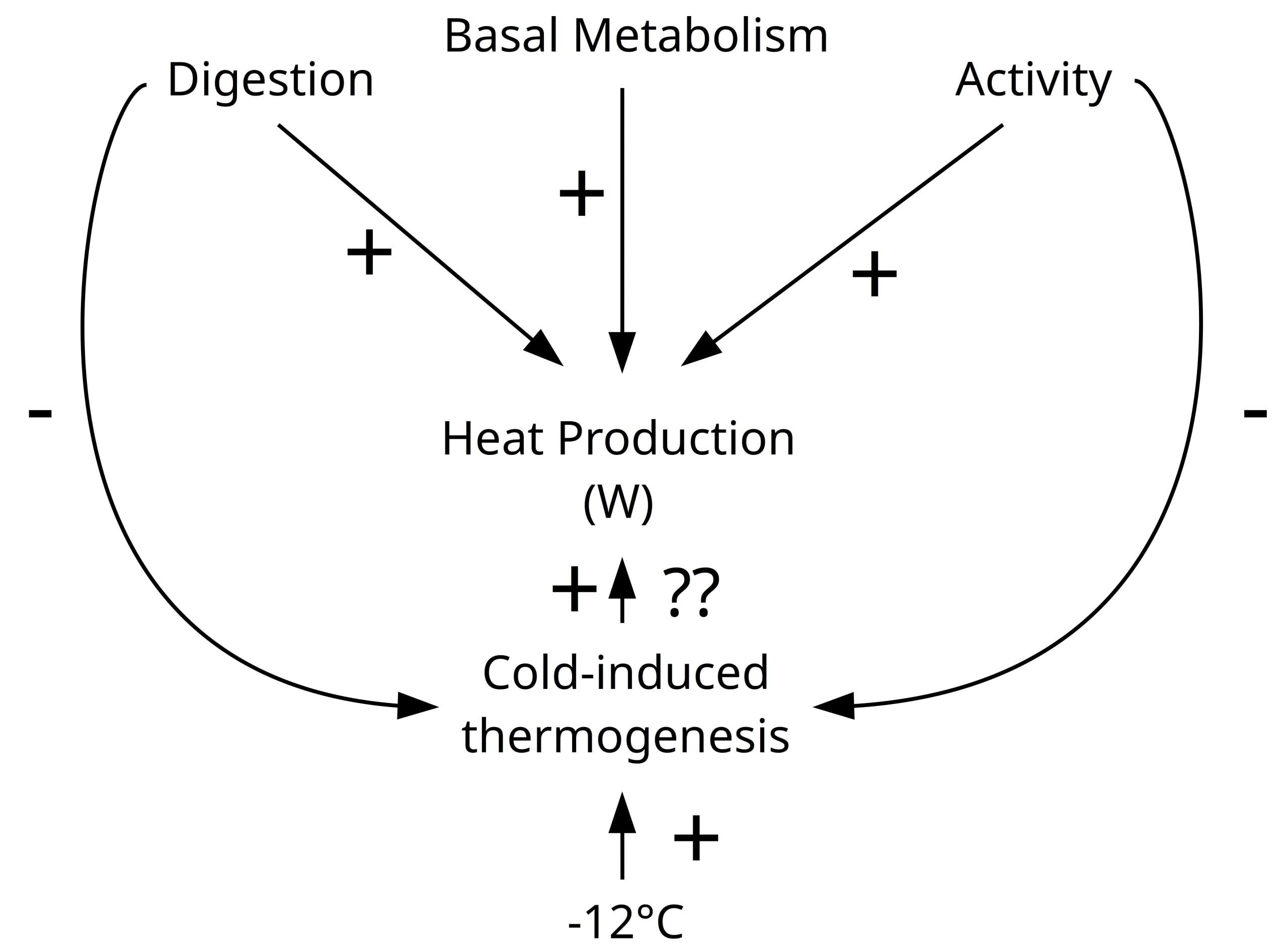 Chart showing thermogenesis (heat transfer).