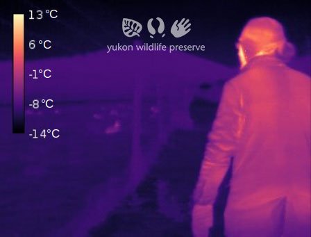 Thermal image of Jake walking at the YWP.