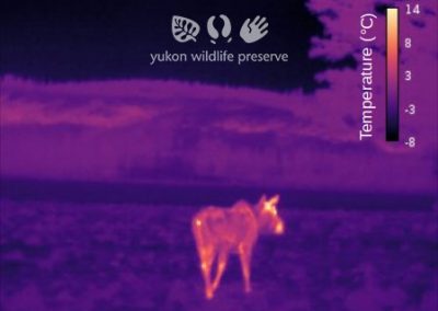 Thermal image of Moose.