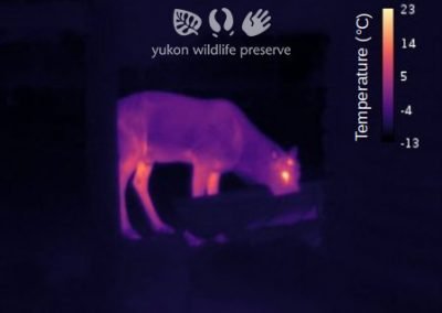 Thermal image of Moose eating.