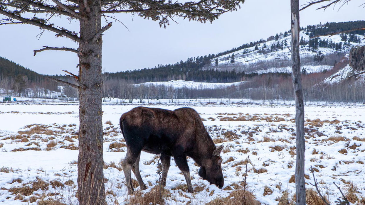 Thermal image of Moose