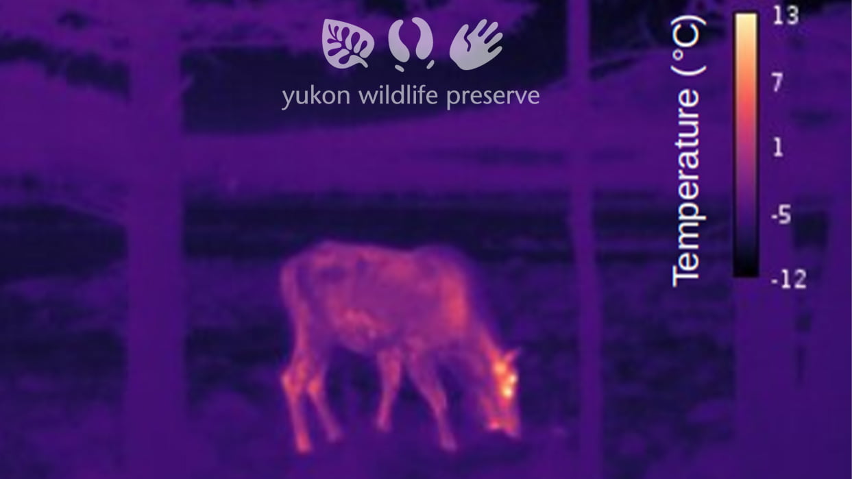 Thermal image of Moose