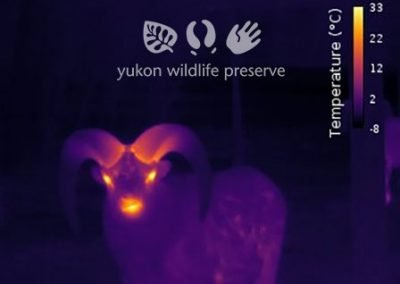 Thermal image of Thinhorn Sheep Face