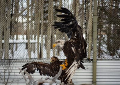 Photo of eagles in flight pen.