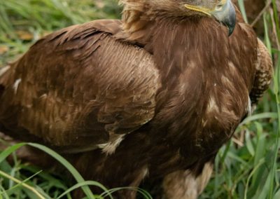 Photo of golden eagle.