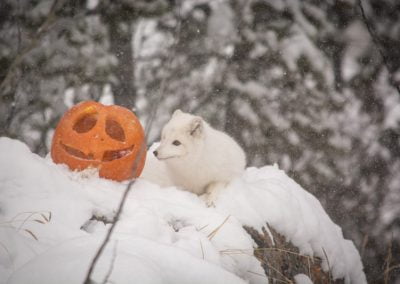 Photo of arctic fox and pumpkin in snow.