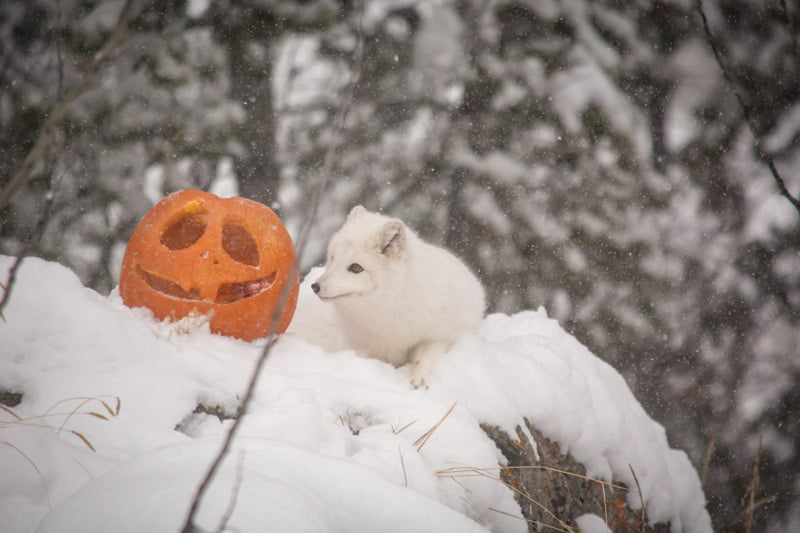 Photo of arctic fox and pumpkin in snow.