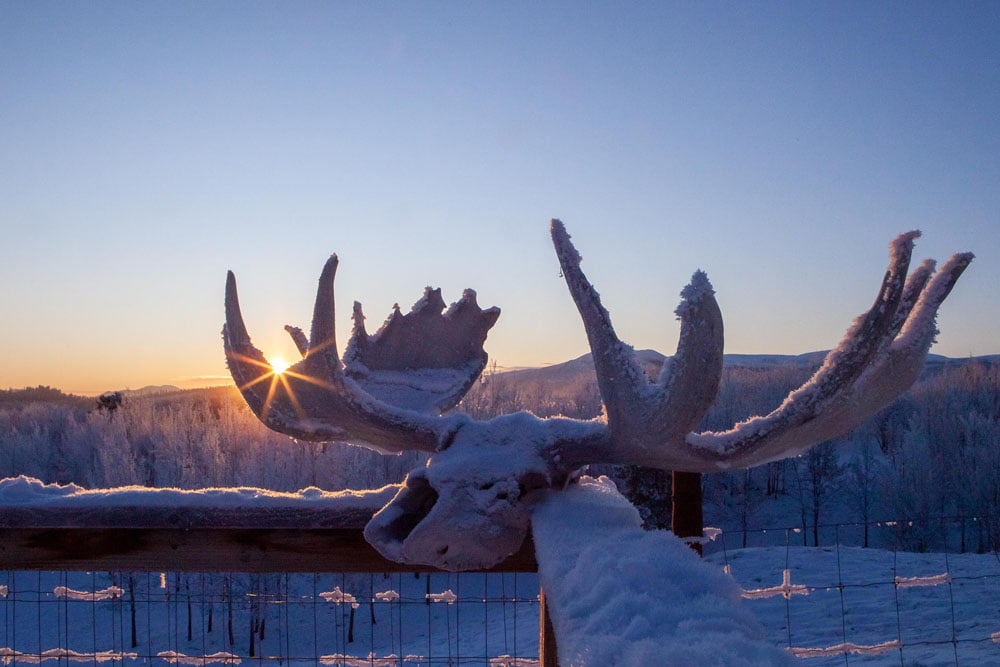 Photo of moose skull at -40c