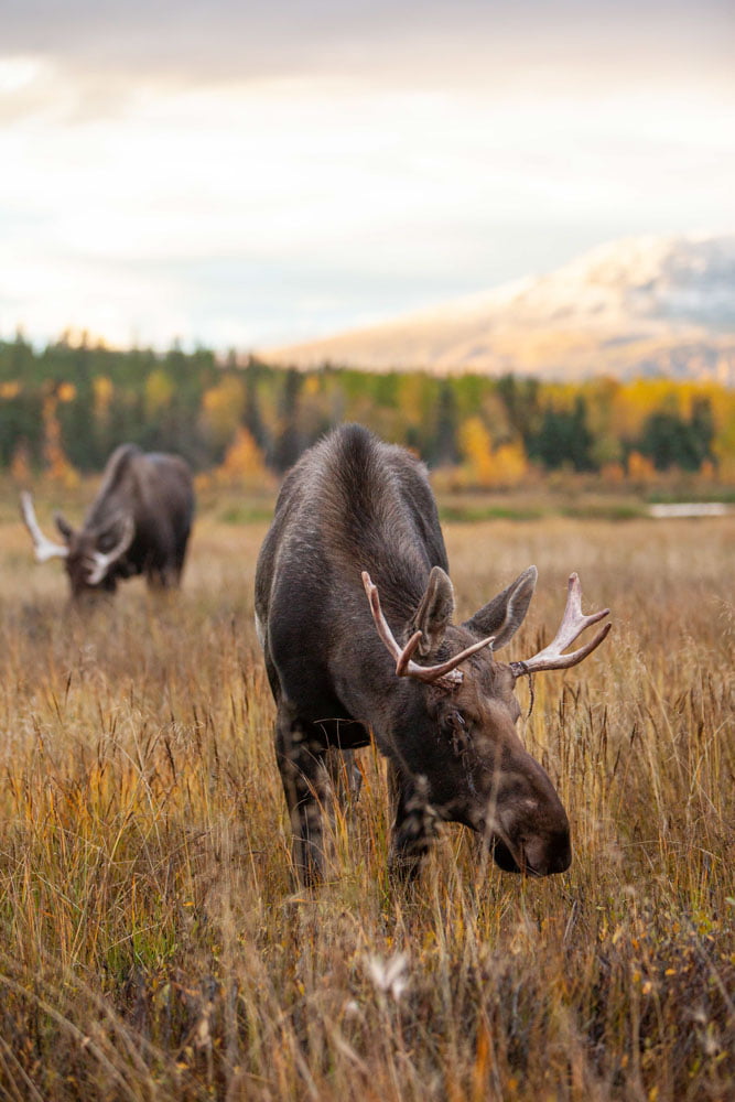 Photo of moose in fall colours.