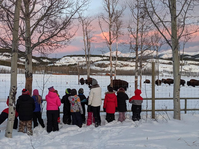 Photo of kids outside watching bison in the winter.