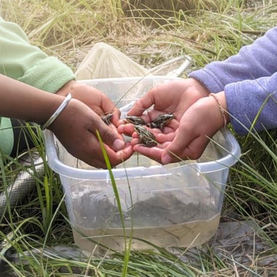 Photo of kids hands holding frogs over a bucket.