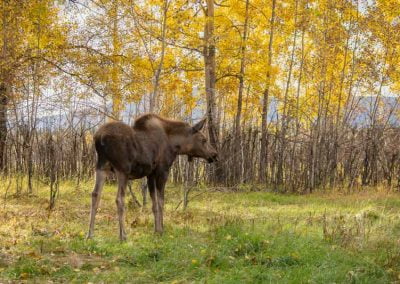 Photo of moose.