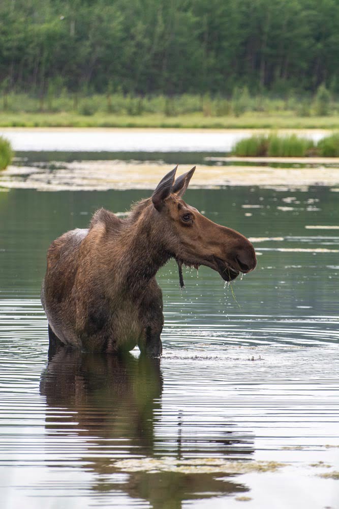 Photo of moose in water.