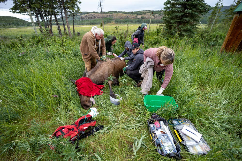 Photo of team providing care for moose in the field.